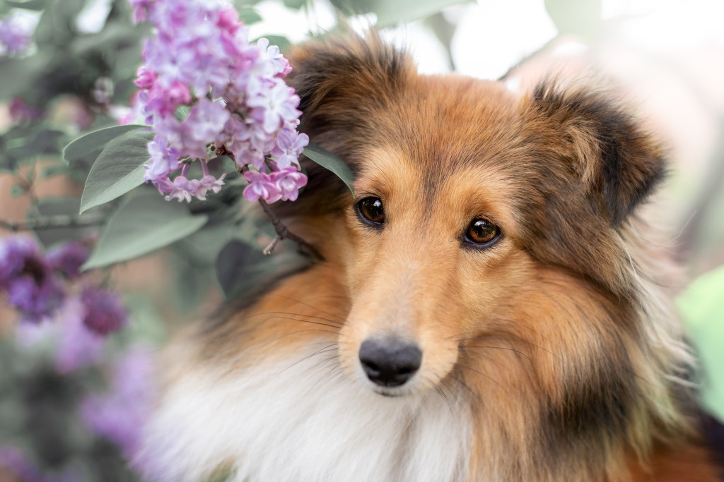 Amber ist trächtig!